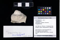 Foto (Objekt + Etikett) von ? Discutiolira sp.  (NHMW-GEO-2017-0089-0016)